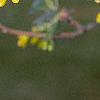 Ribes aureum, flowers