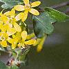 Ribes aureum, flowers