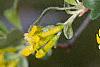 Ribes aureum, flowers