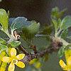 Ribes aureum, flowers