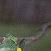Ribes aureum, flowers