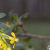 Ribes aureum, flowers
