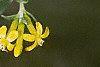 Ribes aureum, flowers