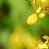 Ribes aureum, flowers