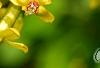 Ribes aureum, flowers