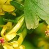 Ribes aureum, flowers