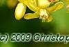 Ribes aureum, flowers