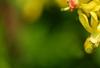 Ribes aureum, flowers
