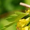 Ribes aureum, flowers