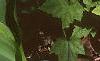 Tiarella cordifolia, habit