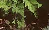 Tiarella cordifolia, habit