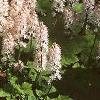 Tiarella cordifolia, habit
