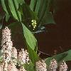 Tiarella cordifolia, habit