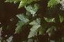 Tiarella cordifolia, habit