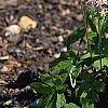 Tiarella cordifolia 'Spring Symphony', habit