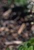 Tiarella cordifolia 'Spring Symphony', habit