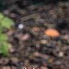 Tiarella cordifolia 'Spring Symphony', habit
