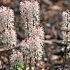 Tiarella cordifolia 'Spring Symphony', habit