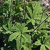 Tiarella cordifolia 'Spring Symphony', habit