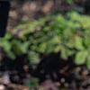 Tiarella cordifolia 'Spring Symphony', habit
