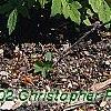 Tiarella cordifolia 'Spring Symphony', habit