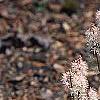 Tiarella cordifolia 'Spring Symphony', habit