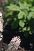 Tiarella cordifolia 'Spring Symphony', habit