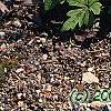 Tiarella cordifolia 'Spring Symphony', habit