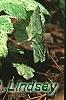 Tiarella 'Heronswood Mist', habit