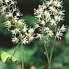 Tiarella 'Heronswood Mist', habit