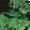Tiarella 'Heronswood Mist', habit