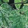 Tiarella 'Heronswood Mist', leaves