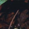 Tiarella 'Heronswood Mist', leaves