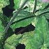 Tiarella 'Heronswood Mist', leaves