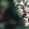 Tiarella 'Heronswood Mist', flowers