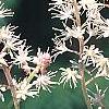 Tiarella 'Heronswood Mist', flowers