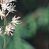 Tiarella 'Heronswood Mist', flowers