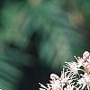 Tiarella 'Heronswood Mist', flowers
