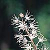 Tiarella 'Heronswood Mist', flowers