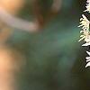 Tiarella 'Inkblot', flowers
