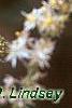 Tiarella 'Inkblot', flowers