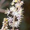Tiarella 'Inkblot', flowers