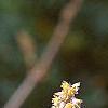 Tiarella 'Inkblot', flowers