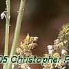 Tiarella 'Inkblot', flowers