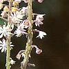Tiarella 'Inkblot', flowers