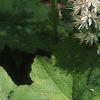 Tiarella wherryi, flowers