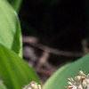 Tiarella wherryi, flowers
