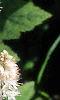 Tiarella wherryi, flowers