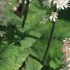 Tiarella wherryi, flowers