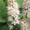 Tiarella wherryi, flowers